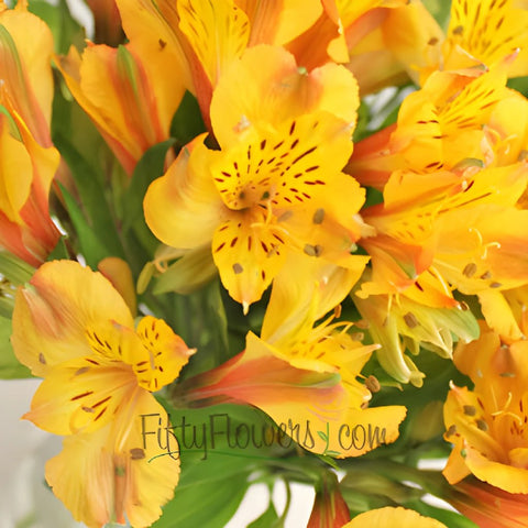 Yellow Peach alstroemeria Wholesale Flower Upclose