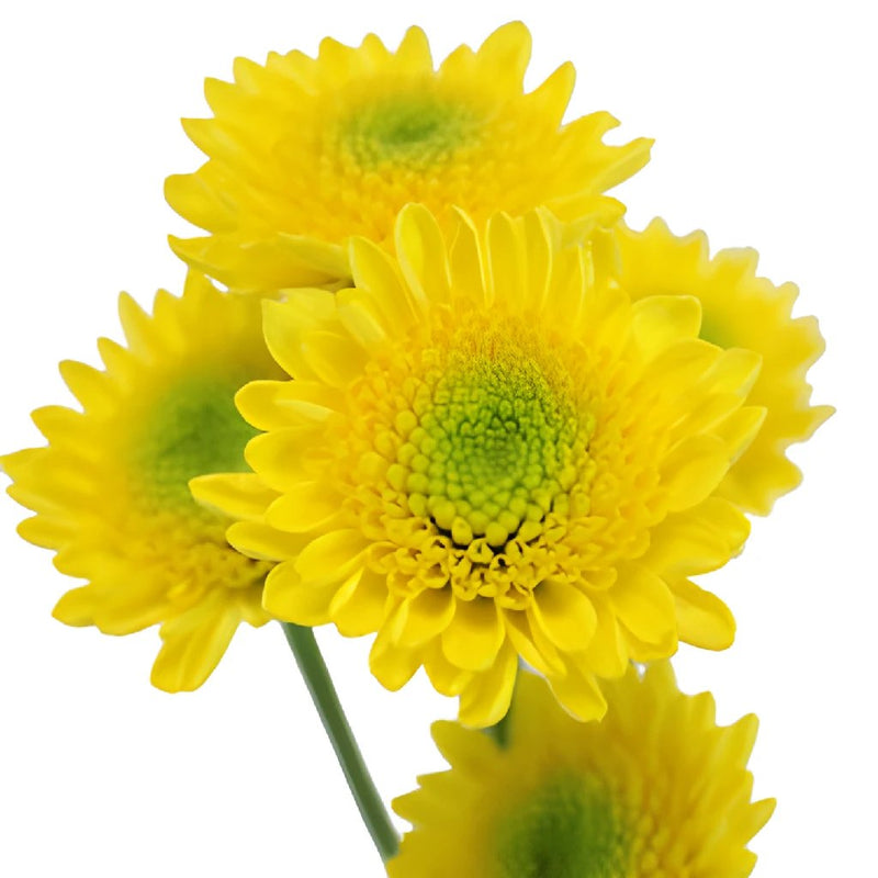 Lemon Lime Spray Pom Flower