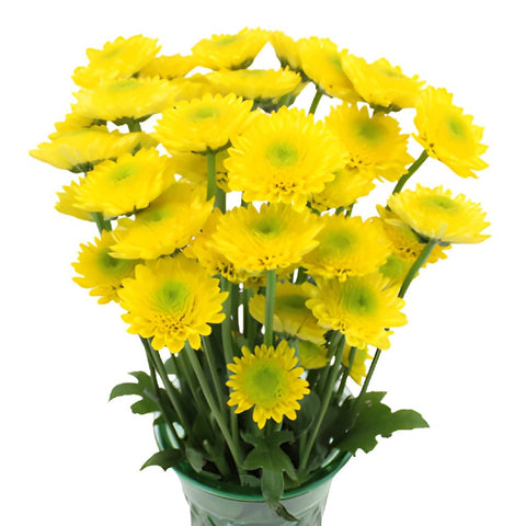 Lemon Lime Spray Pom Flower