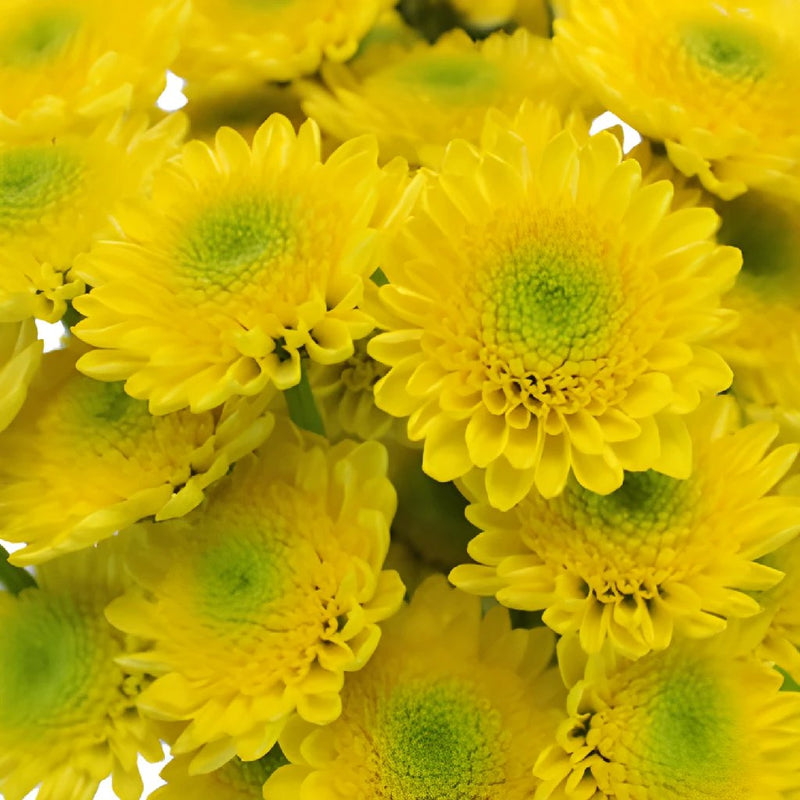 Lemon Lime Spray Pom Flower
