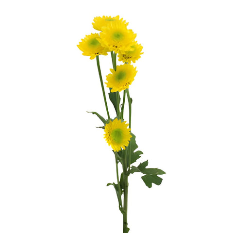 Lemon Lime Spray Pom Flower
