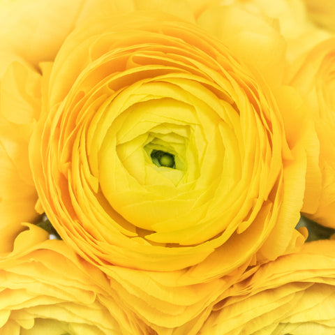 Yellow Ranunculus Wholesale Flower Upclose