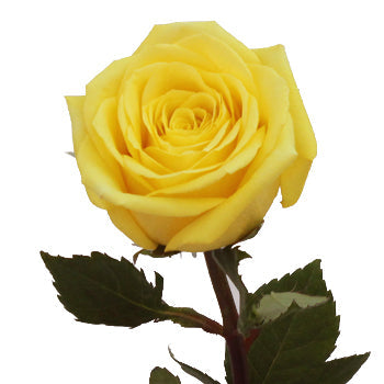 Yellow Stardust Rose Side Stem View