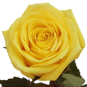 Yellow Stardust Rose Stem