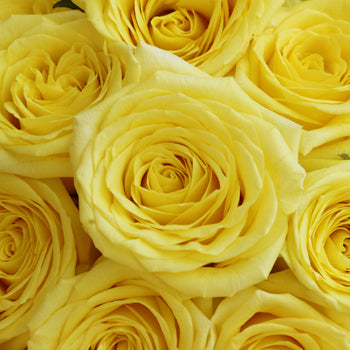 Yellow Stardust Roses up Close