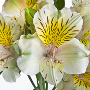 Yellow Sunbath alstroemeria Wholesale Bloom Close Up