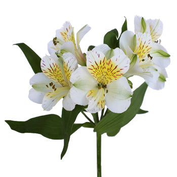 Yellow Sunbath alstroemeria Wholesale Flower Stem