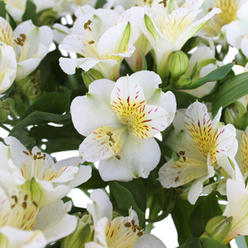Yellow Sunbath alstroemeria Wholesale Flower Upclose